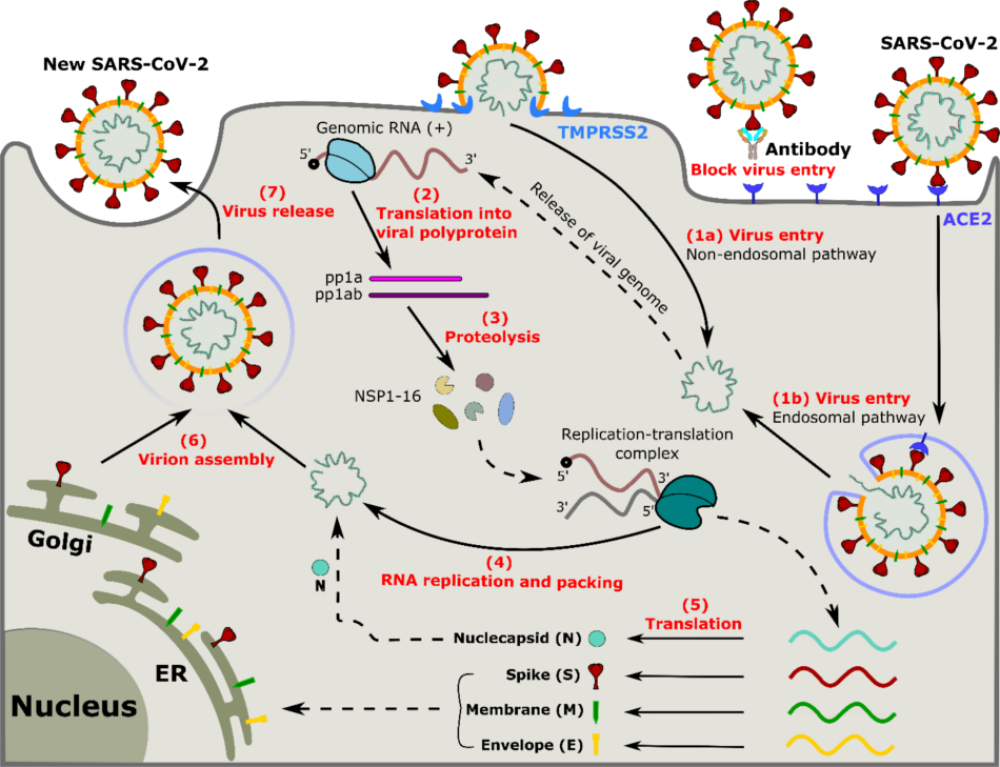 Interaction of SARS-CoV-2 with host cells and antibodies: experiment and simulation