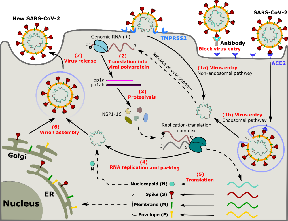 Interakcja wirusa SARS-CoV-2 z komórkami gospodarza i przeciwciałami: eksperyment i symulacja