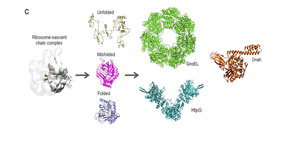 How soluble misfolded proteins bypass chaperones at the molecular level